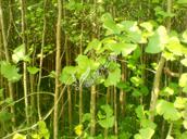 隨州銀杏樹苗生產(chǎn)廠家 銀杏樹苗存活率高