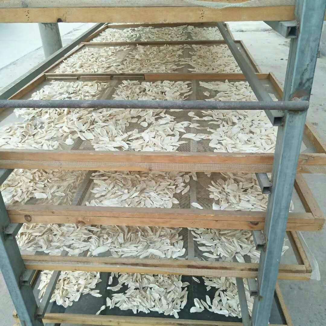 羅大倫懷山藥|懷山片煮水治咳嗽圖片