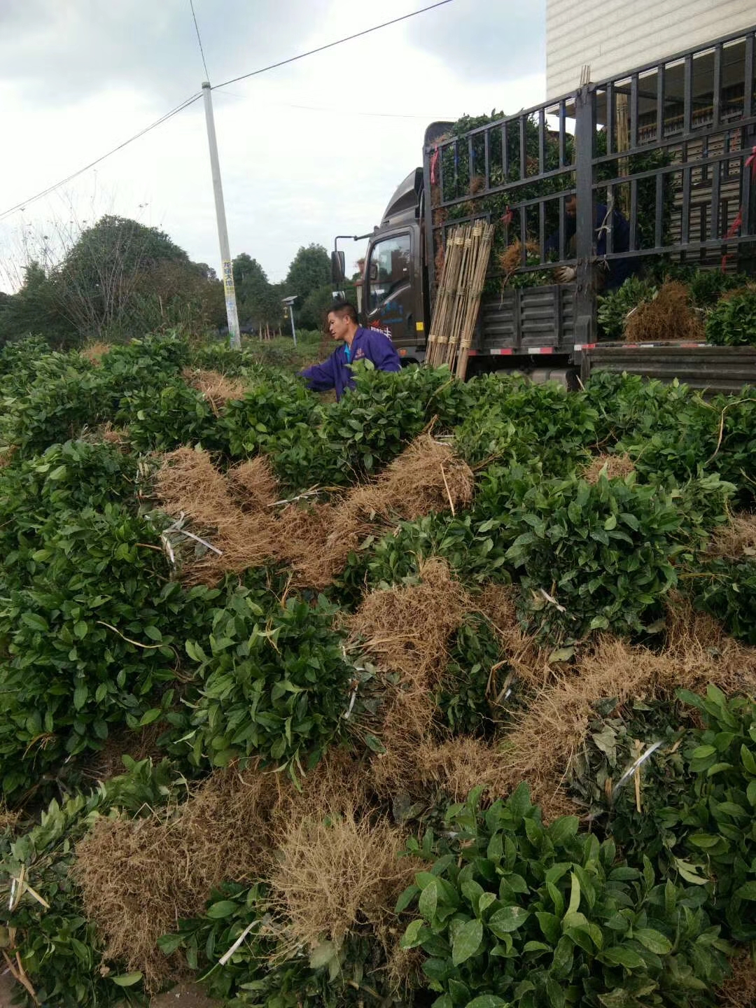 湖北中茶108茶苗茶苗|湖北茶苗專業(yè)種植基地|湖北專業(yè)茶苗批發(fā)價(jià)格