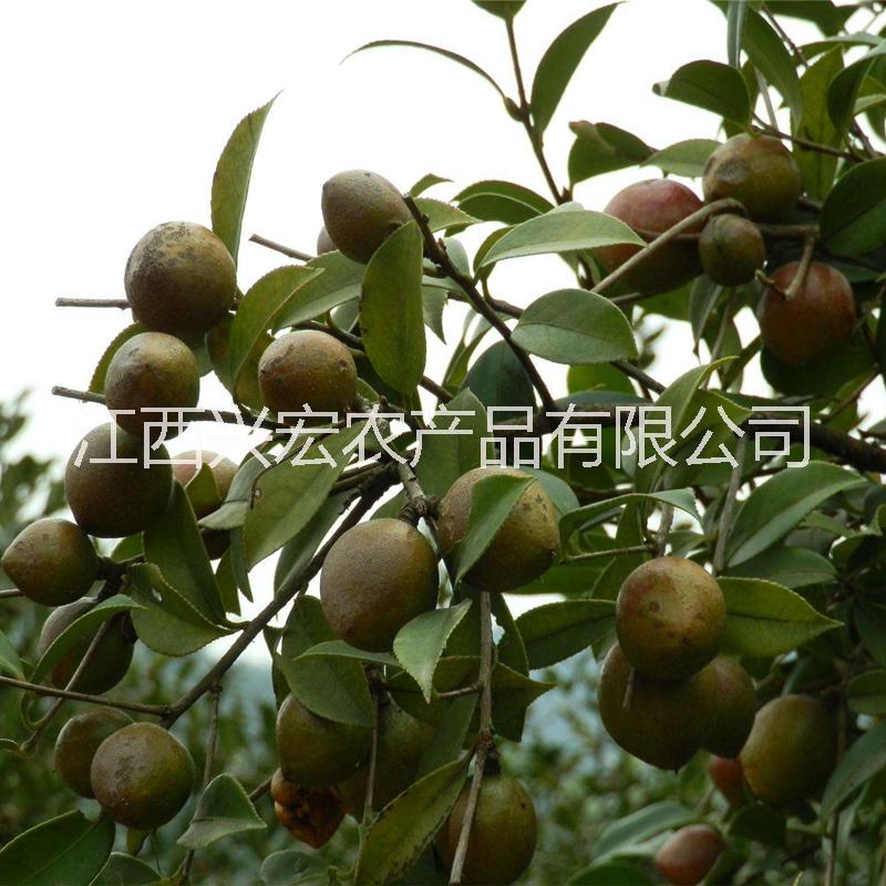 山茶油圖片/山茶油樣板圖 (1)