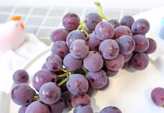 葡萄膨果提質(zhì)增產(chǎn)三關(guān)圖片