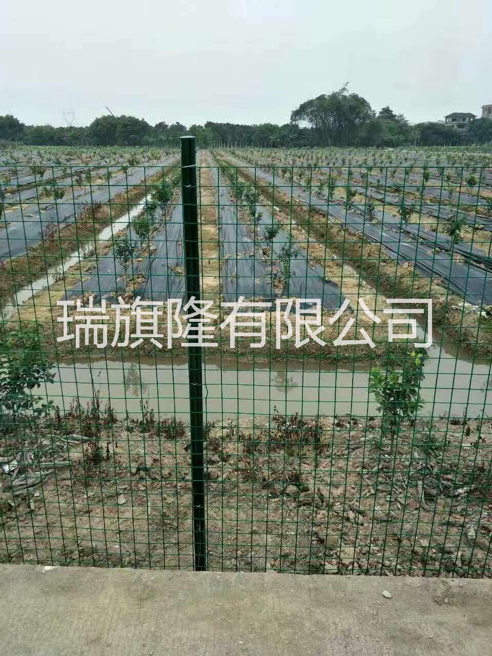 荷蘭網(wǎng)圖片/荷蘭網(wǎng)樣板圖 (3)