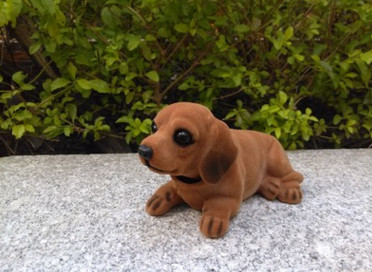 臘腸犬圖片/臘腸犬樣板圖 (2)