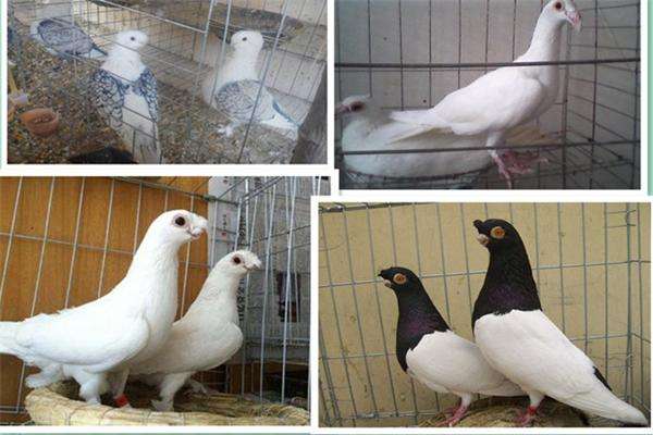 兩頭烏鴿圖片/兩頭烏鴿樣板圖 (4)
