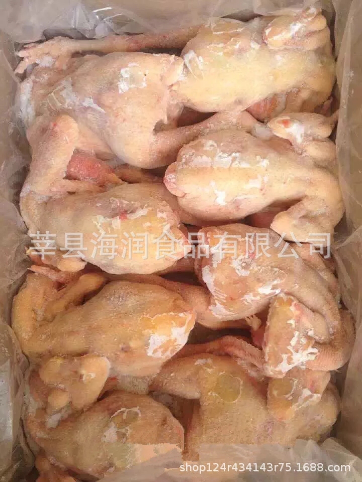 三黃雞圖片/三黃雞樣板圖 (2)