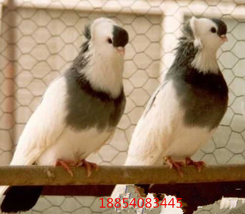 有幾種顏色圖片/有幾種顏色樣板圖 (4)