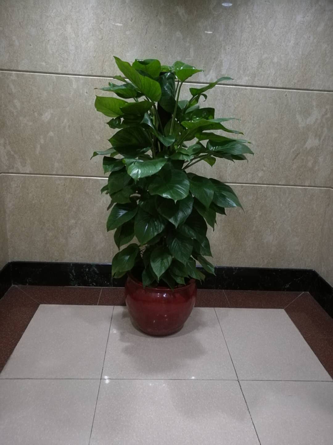 綠植租賃圖片/綠植租賃樣板圖 (1)