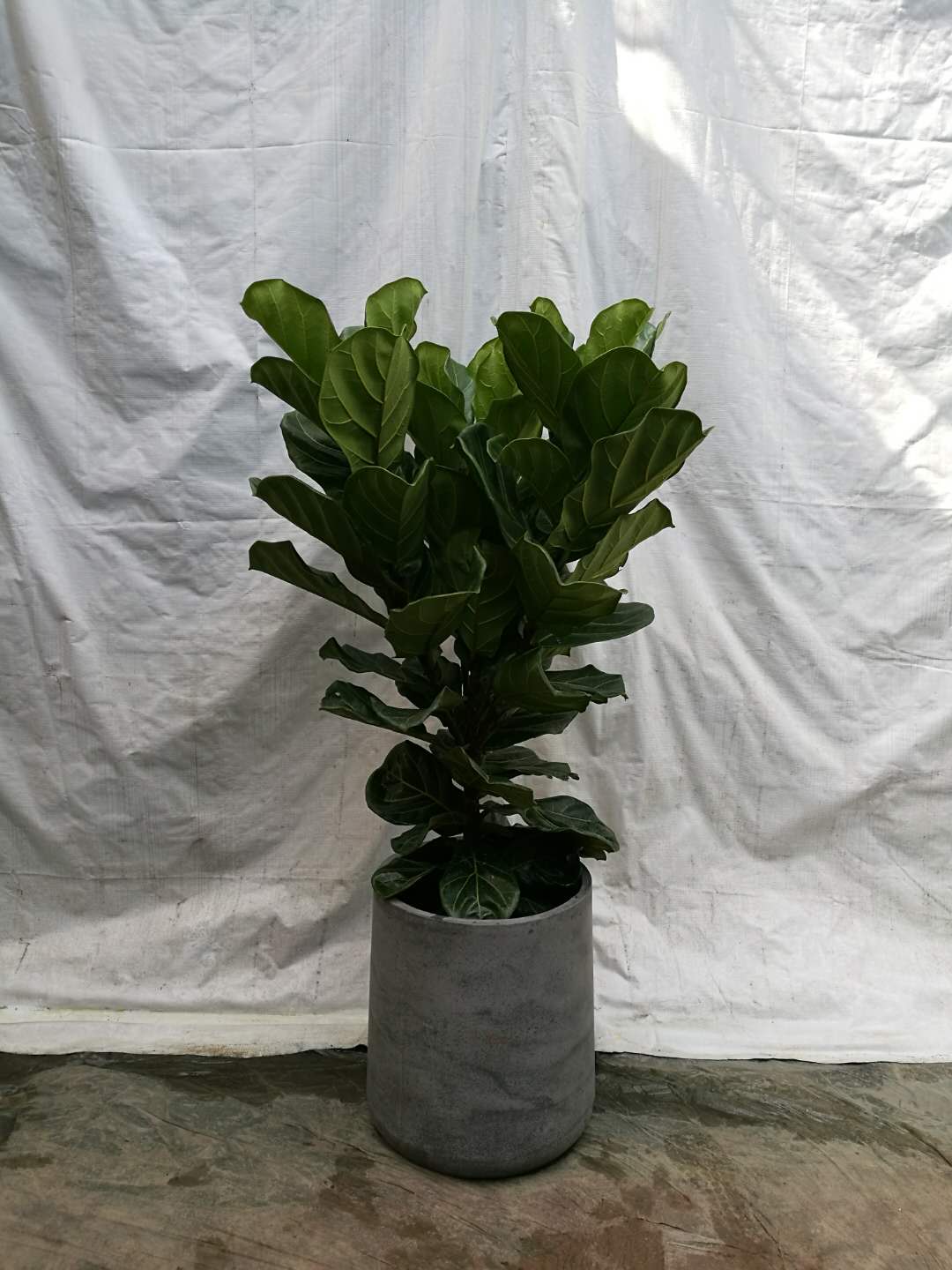廣州市盆栽租賃 廣州市綠植租賃 廣州市綠植租賃公司 廣州市盆栽租賃價格 廣州市盆栽租賃報價 綠植出售價格 綠植出租