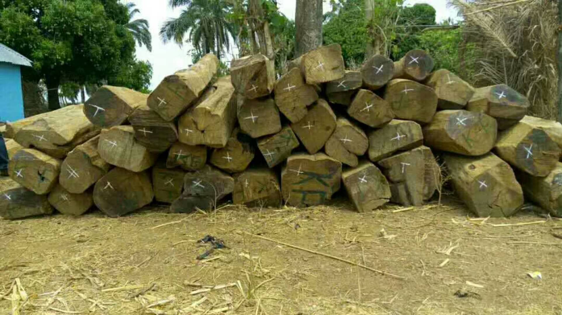 南美原木進(jìn)口報(bào)關(guān)|黃埔港南美木材進(jìn)口報(bào)關(guān)公司