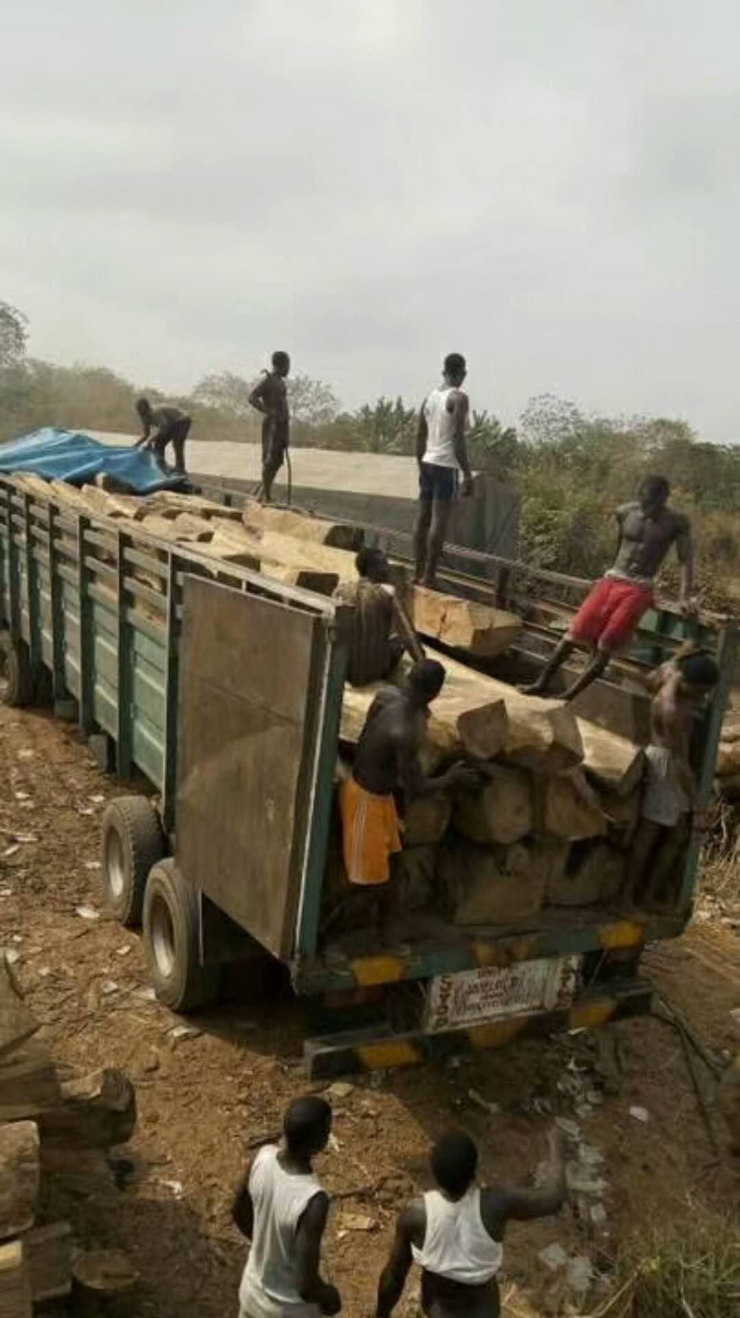 木材進(jìn)口報(bào)關(guān)行圖片/木材進(jìn)口報(bào)關(guān)行樣板圖 (1)