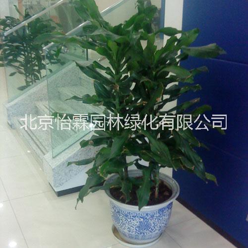 北京綠植租擺公司圖片/北京綠植租擺公司樣板圖 (2)