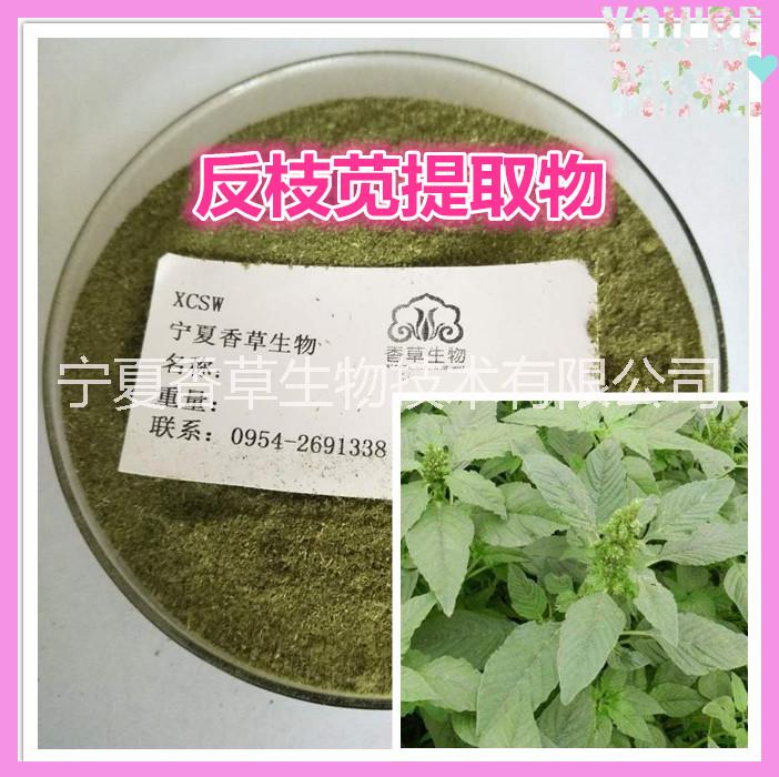 反枝苋提取物 宁夏野苋菜粉 反枝苋粉 刺苋粉 西风谷 补血菜提取物  苋菜粉 红苋菜叶粉 苋菜提取汁粉 速溶图片