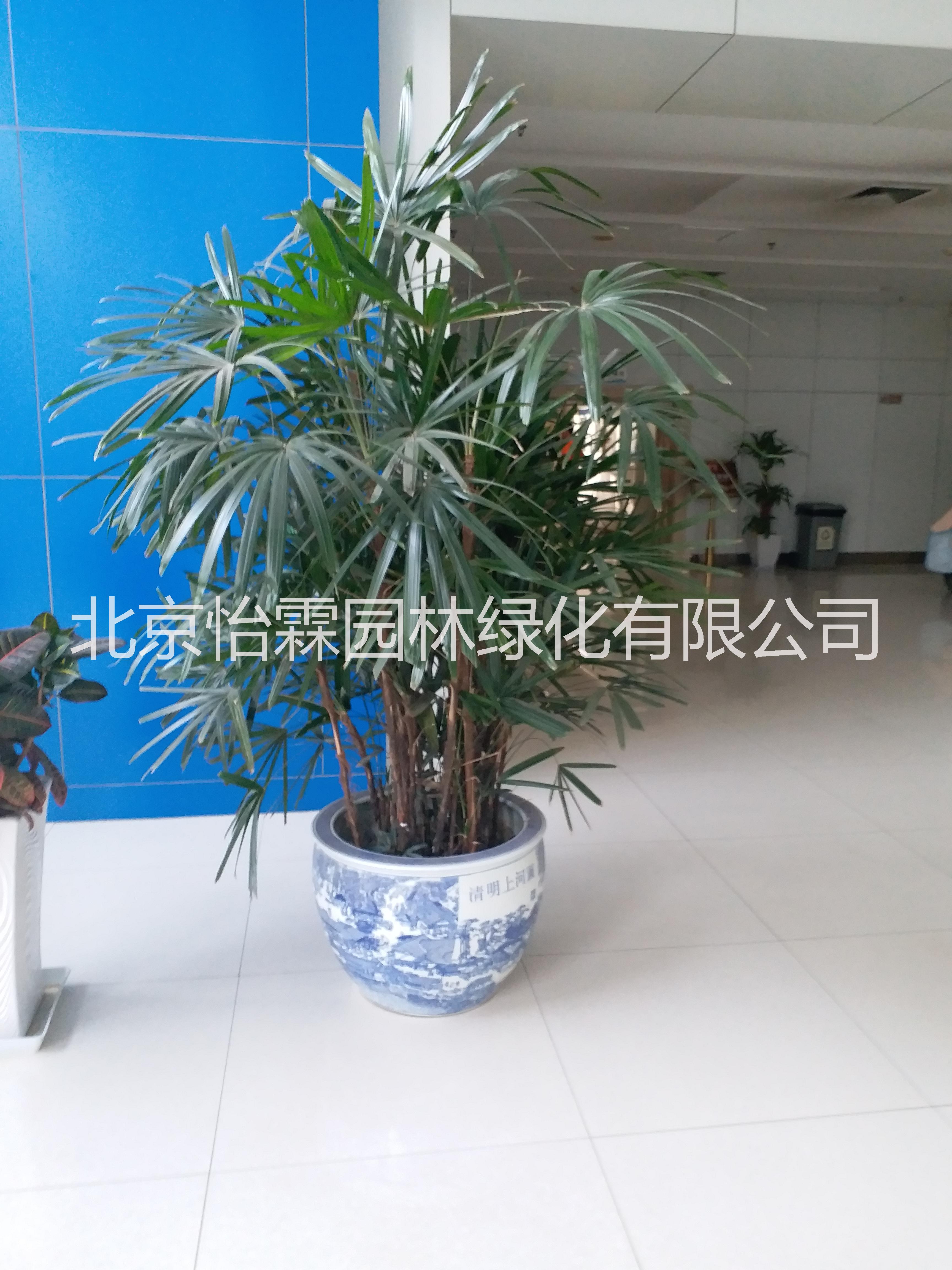 北京綠植租擺公司圖片/北京綠植租擺公司樣板圖 (3)