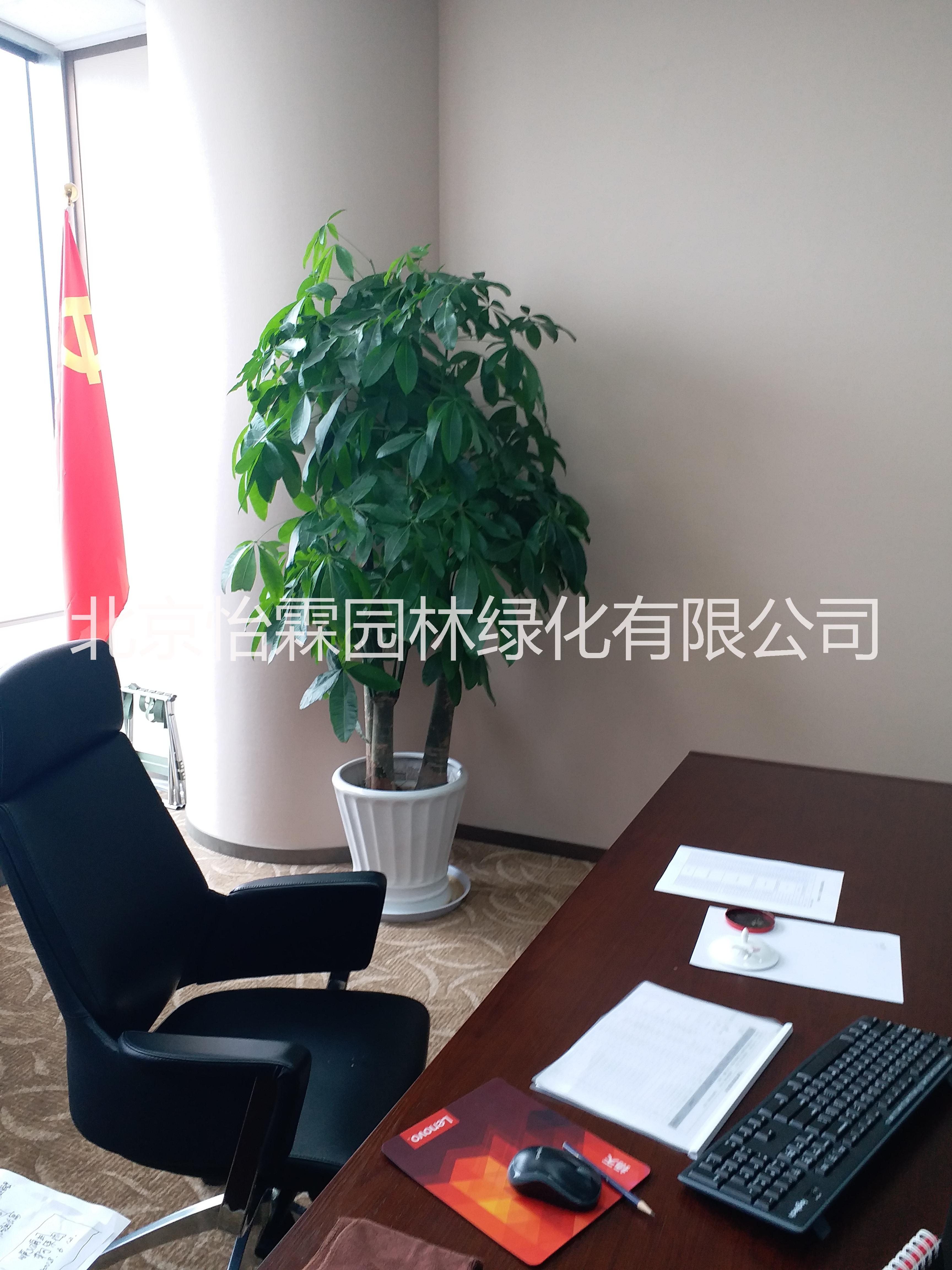 北京花卉租擺公司圖片/北京花卉租擺公司樣板圖 (2)