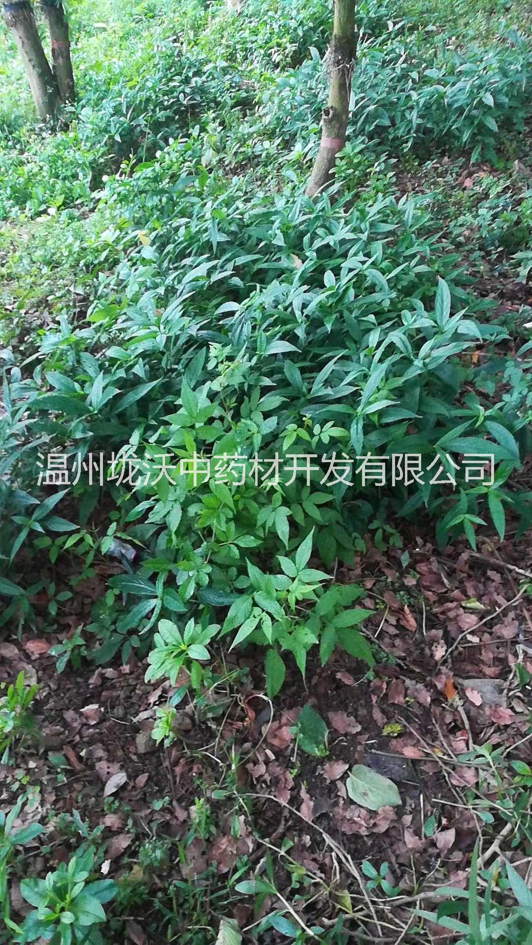 菜頭腎種苗圖片/菜頭腎種苗樣板圖 (4)