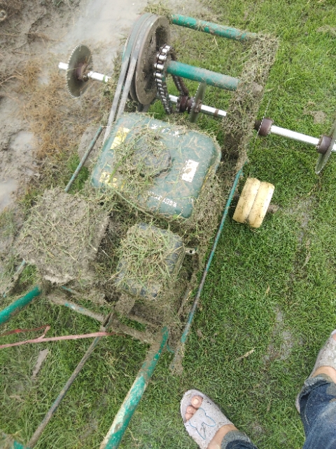 馬尼拉草皮圖片/馬尼拉草皮樣板圖 (1)