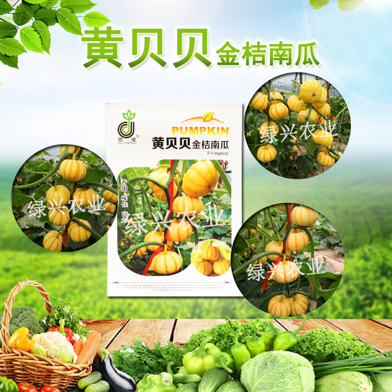 黃貝貝迷你南瓜種子金桔南瓜