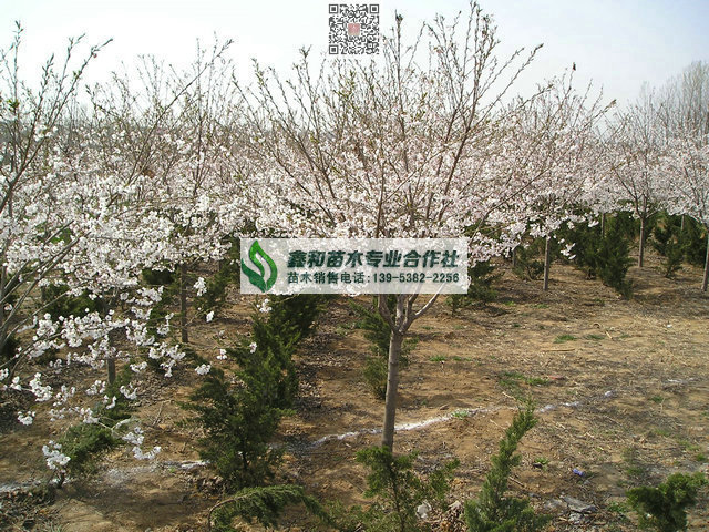 櫻花樹圖片/櫻花樹樣板圖 (3)