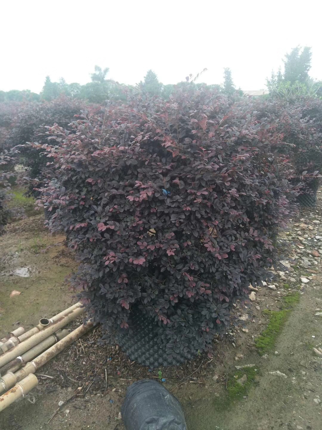 園林綠化景觀設(shè)計(jì)圖片/園林綠化景觀設(shè)計(jì)樣板圖 (3)