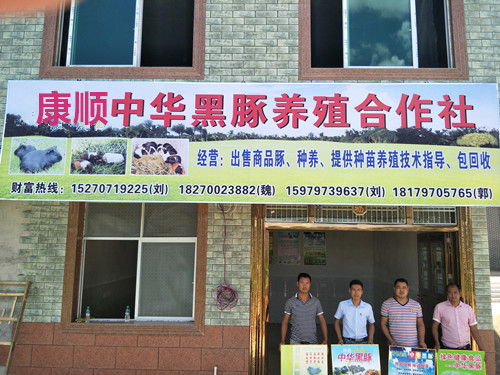 江西荷蘭豬種苗圖片/江西荷蘭豬種苗樣板圖 (1)