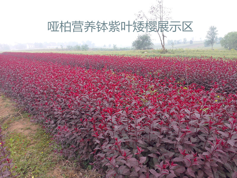紫葉矮櫻圖片/紫葉矮櫻樣板圖 (4)