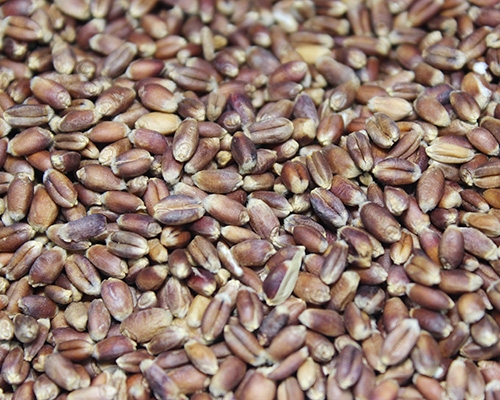 供應(yīng)低溫烘焙五谷雜糧原料廠家直銷(xiāo)圖片