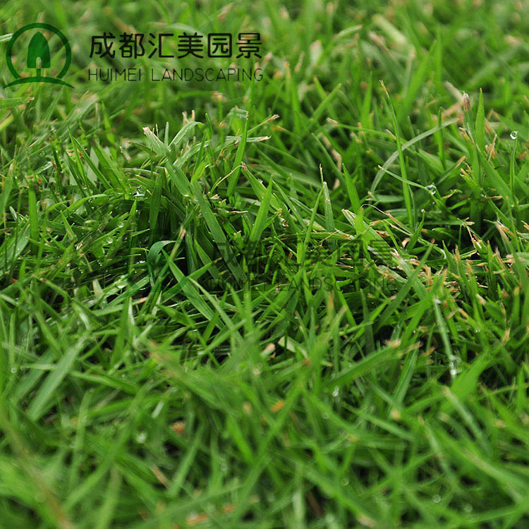 臺灣二號草皮圖片/臺灣二號草皮樣板圖 (1)