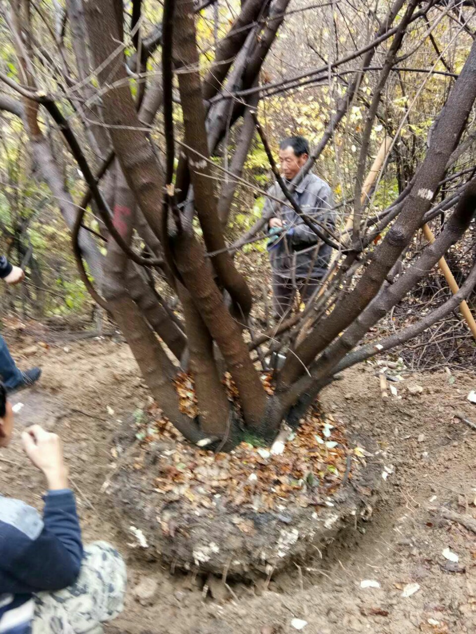 茶条槭批发丛生茶条槭基地绿化苗木茶条槭丛生茶条槭价格支持现场看货价格优惠图片