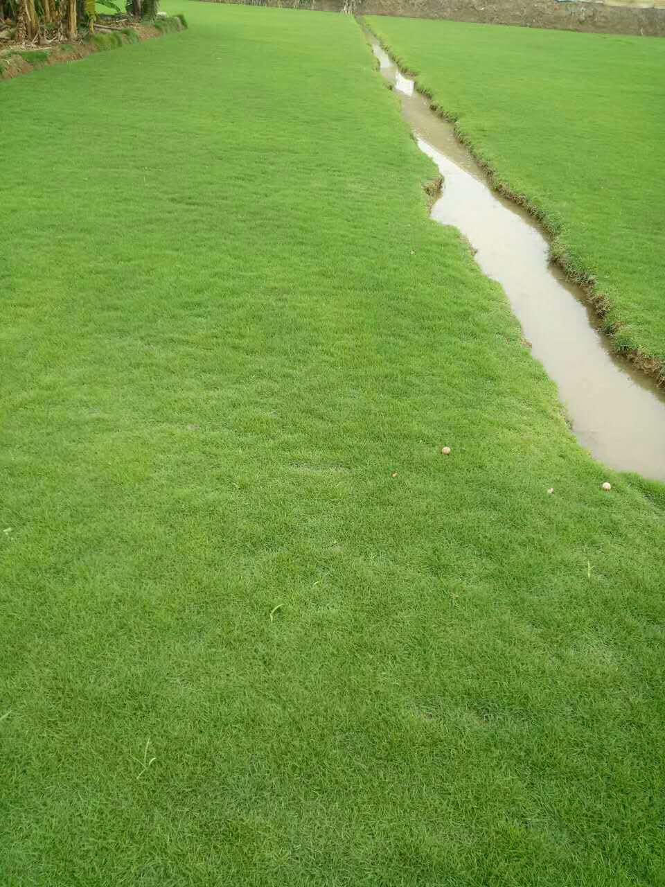 大叶油草种植基地 广州大叶油草种植基地 大叶油草厂家 大叶油草批发出售图片