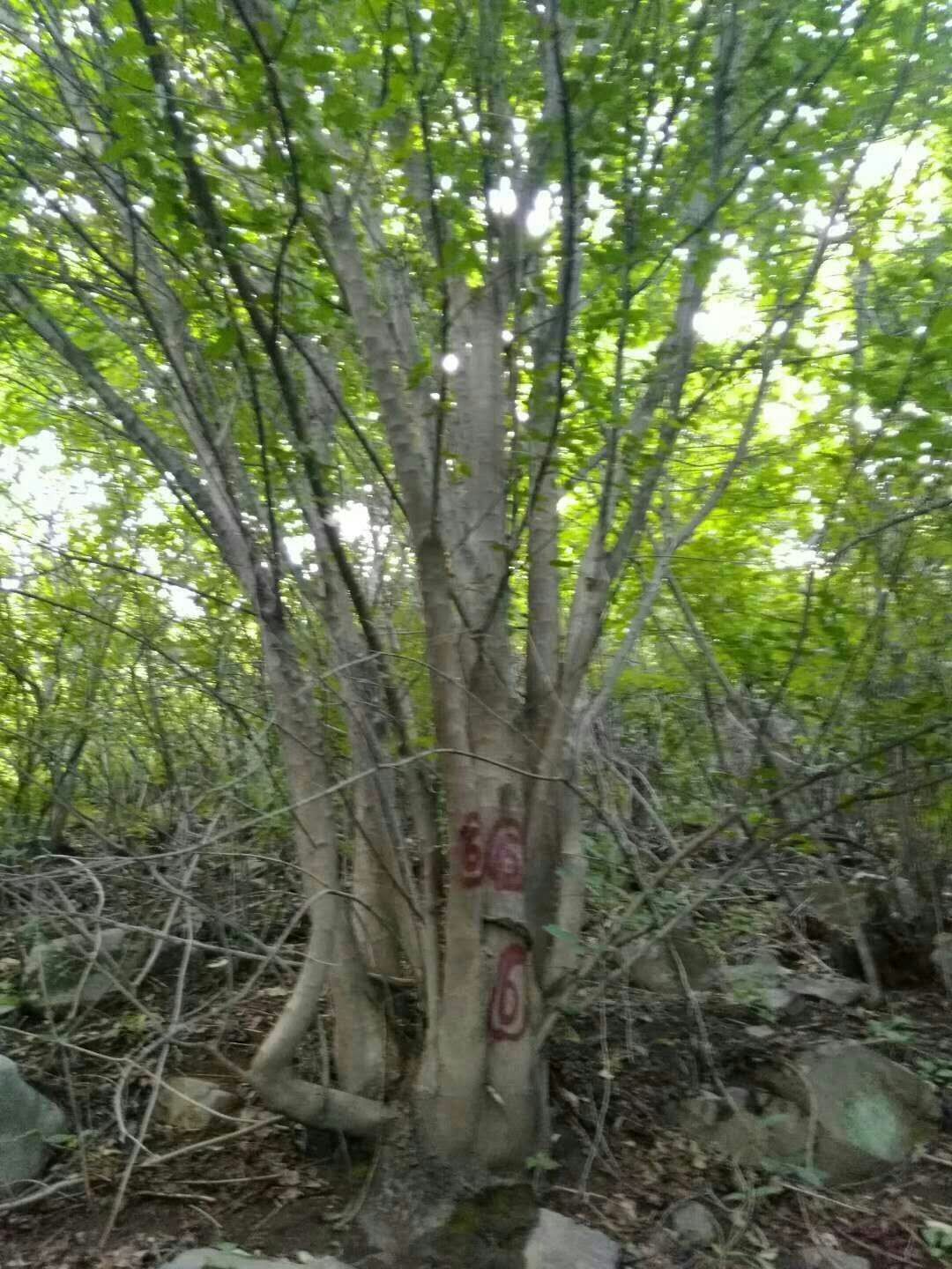茶條槭圖片/茶條槭樣板圖 (3)