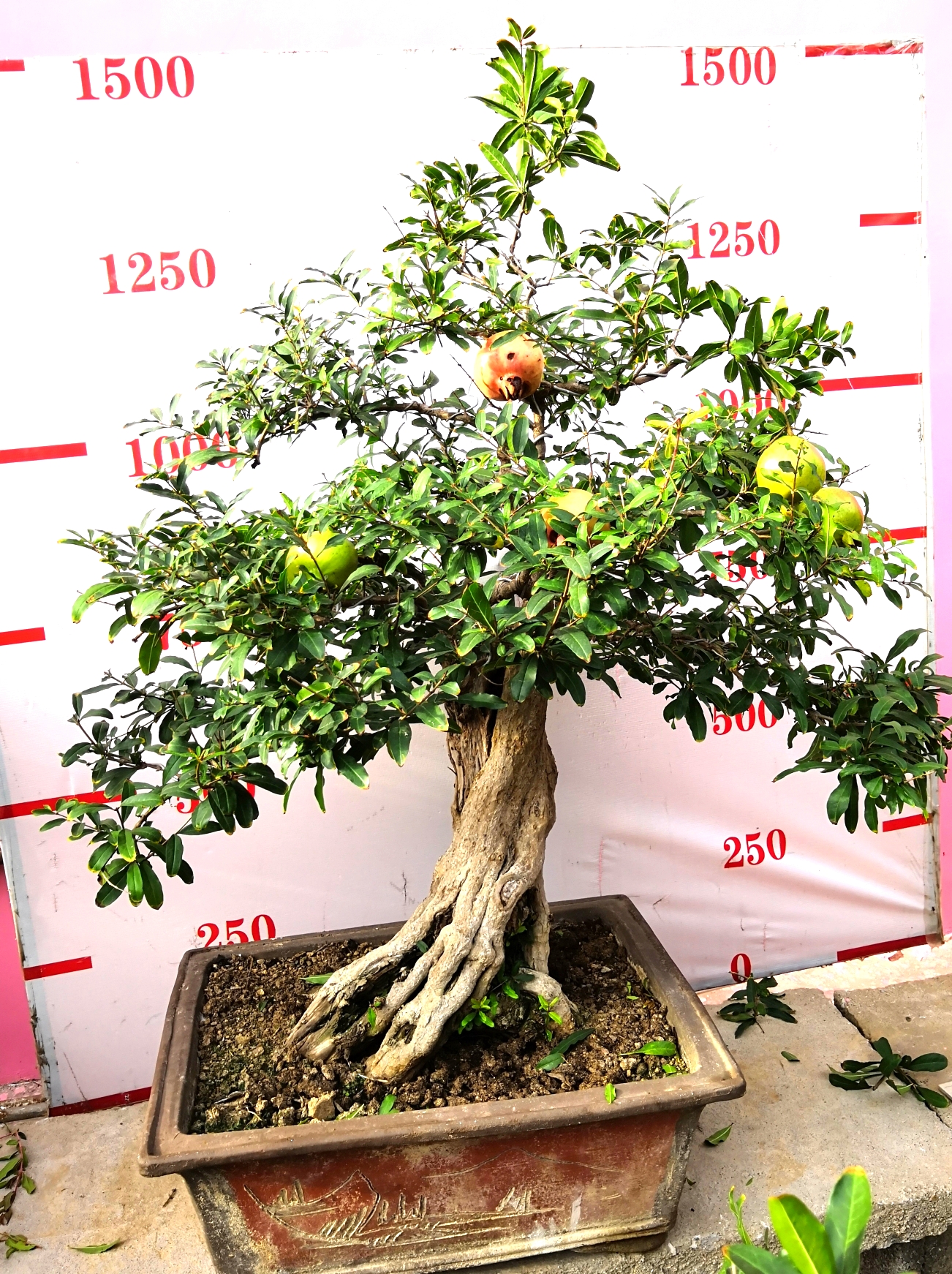 棗莊石榴盆景批發(fā)零售圖片