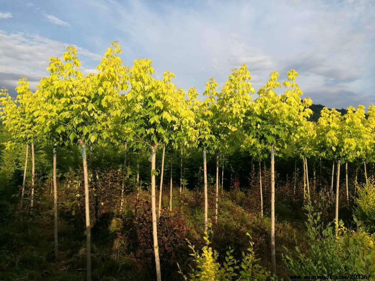 金葉復葉槭圖片/金葉復葉槭樣板圖 (2)