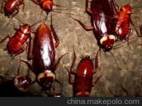 滅蟑螂消毒圖片/滅蟑螂消毒樣板圖 (4)