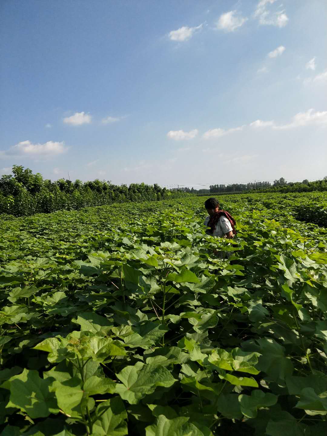 河南楸树苗   楸树基地   楸树苗图片