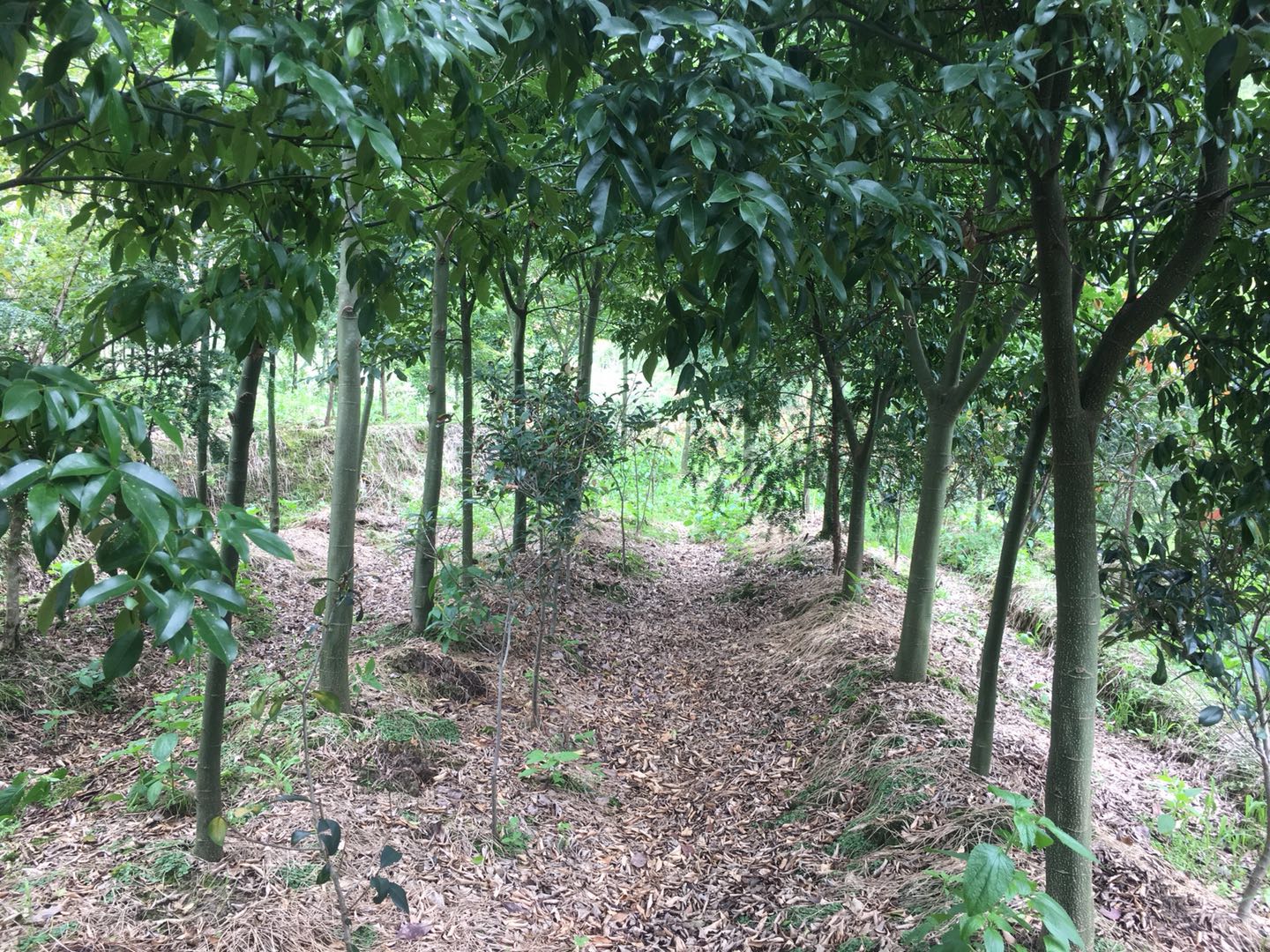 羅漢松圖片/羅漢松樣板圖 (3)