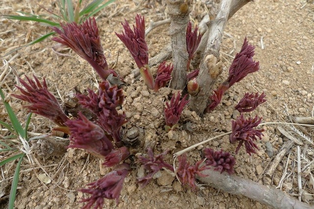 園林牡丹 觀賞牡丹苗圖片