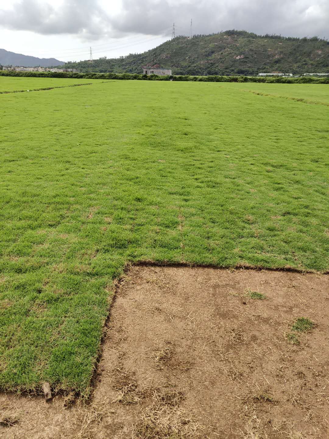 中山市中山草皮厂家中山草皮 中山草皮种植基地  台湾草批发价格 台湾草种植基地 中山绿化苗木公司