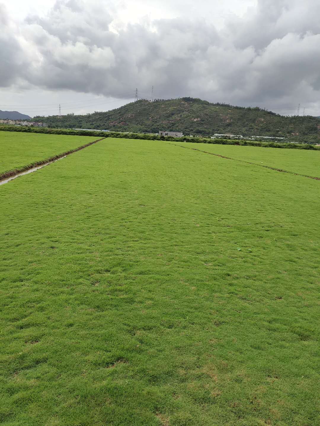 中山市中山草皮厂家