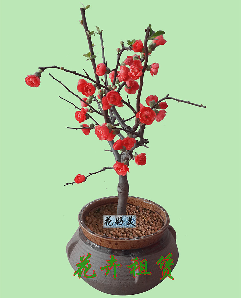 綠化圖片/綠化樣板圖 (3)