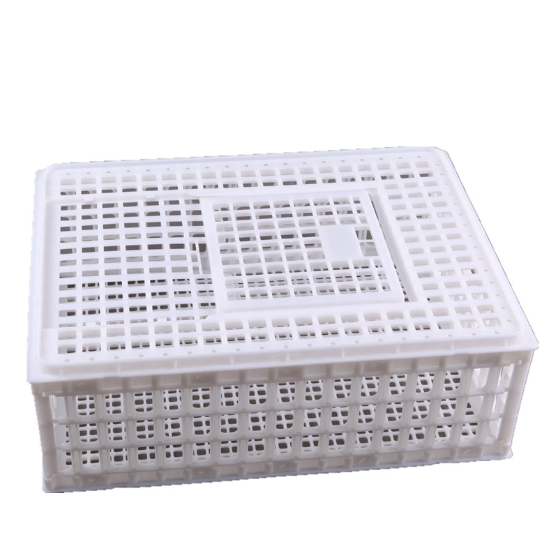 雞鴨鵝圖片/雞鴨鵝樣板圖 (3)