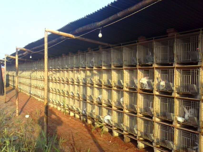 供應(yīng)現(xiàn)貨水泥兔籠兔舍兔子養(yǎng)殖