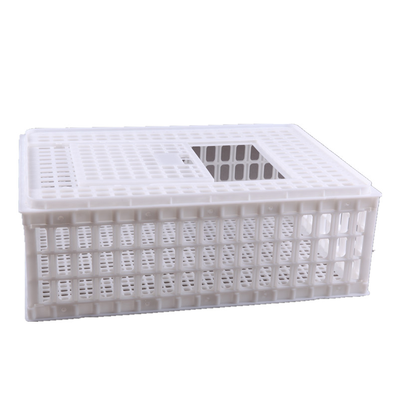 雞鴨鵝圖片/雞鴨鵝樣板圖 (2)