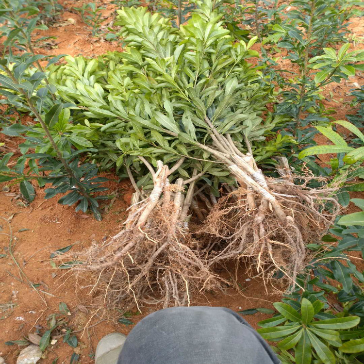 東魁楊梅苗 浙江*嫁接楊梅苗木 楊梅發(fā)源地