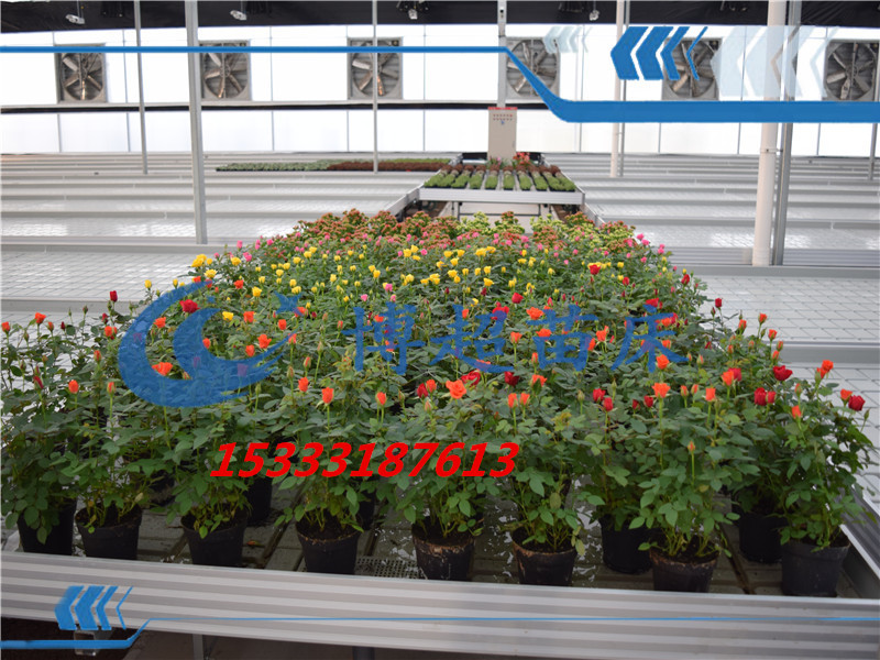 溫室苗床-溫室育苗床-溫室移動苗圖片