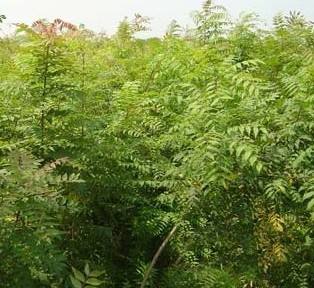 黃連木圖片/黃連木樣板圖 (4)