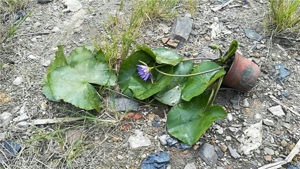 保山睡莲-水植种植基地批发报价供应 保山睡莲-保山哪里卖水生植物