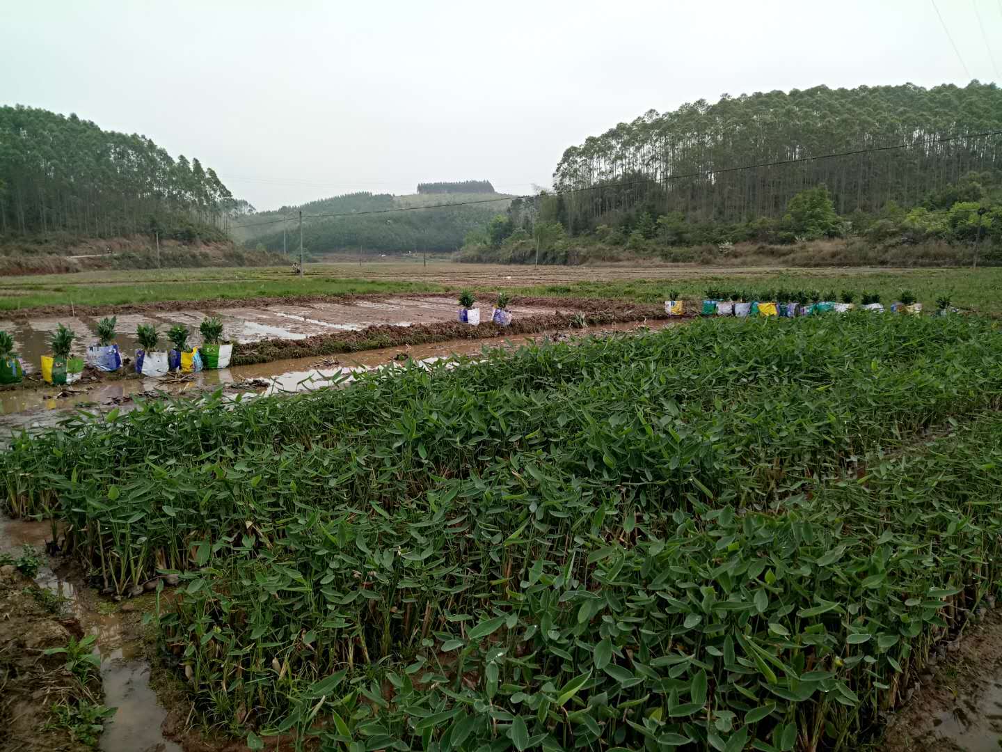 河池再力花基地直销｜河池水生植物基地｜河池哪里卖水生植物｜河池水生植物供应商|河池水生植物销售｜河池水生植物基地直销图片