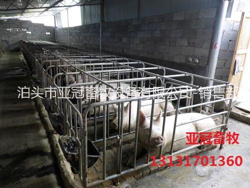 母豬限位欄圖片/母豬限位欄樣板圖 (1)
