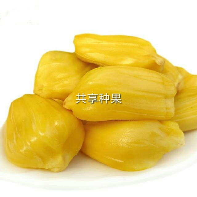 海南新鮮菠蘿蜜圖片/海南新鮮菠蘿蜜樣板圖 (4)
