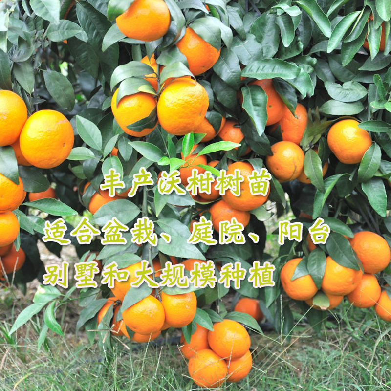 沃柑樹(shù)苗圖片/沃柑樹(shù)苗樣板圖 (3)